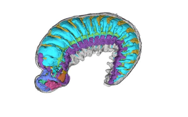 «Отвисла челюсть»: нашли личинку возрастом 520 млн лет с сохранившимся мозгом
